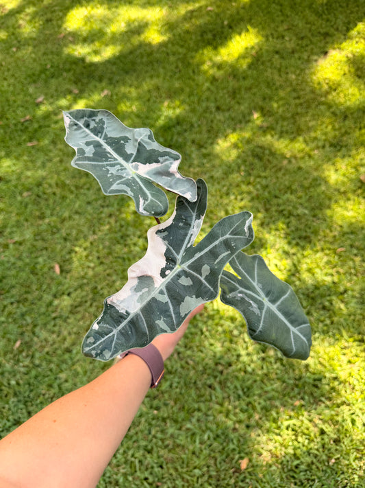 Alocasia Pink Pseudo Sanderiana