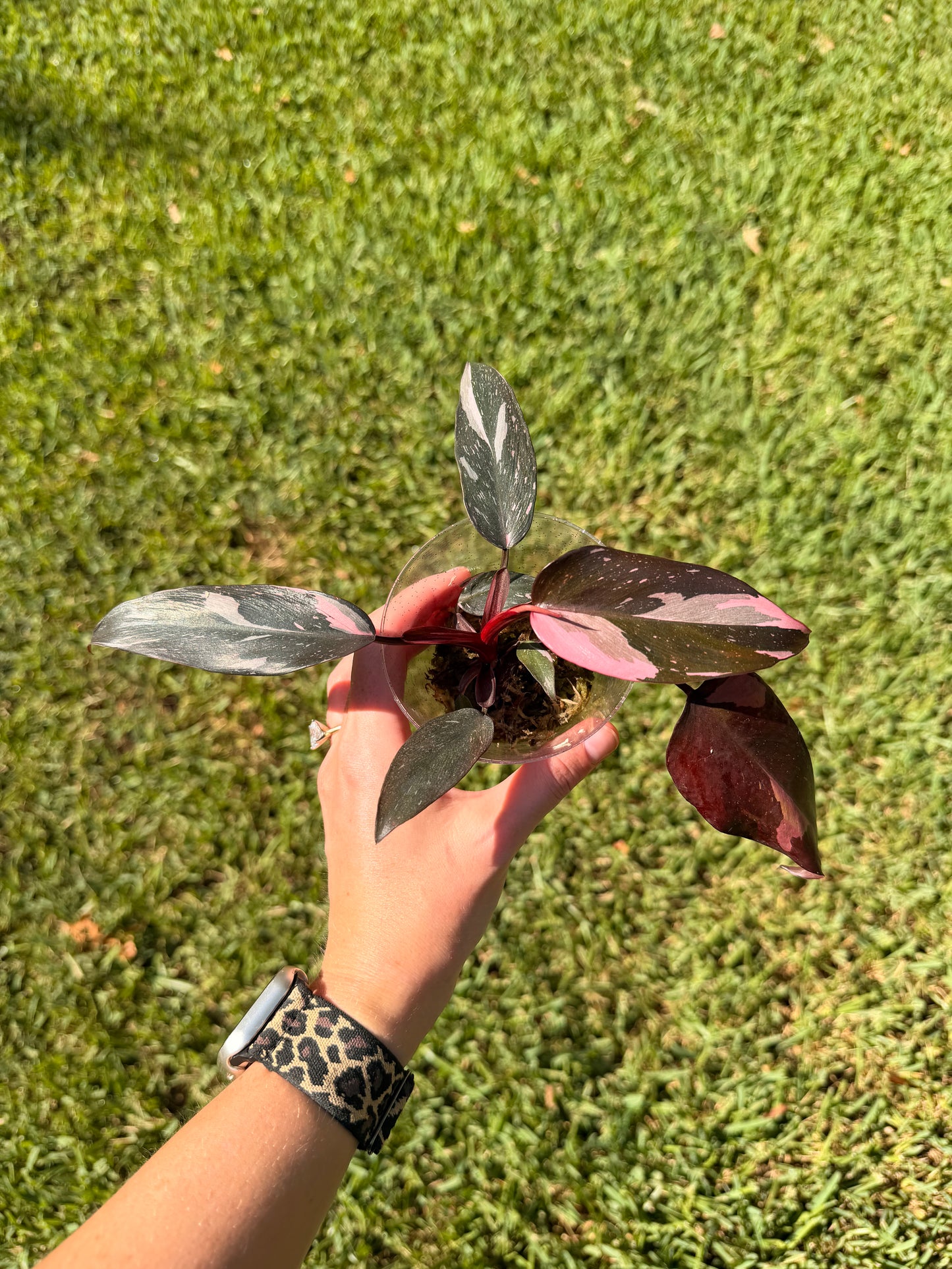 Philodendron Pink Princess