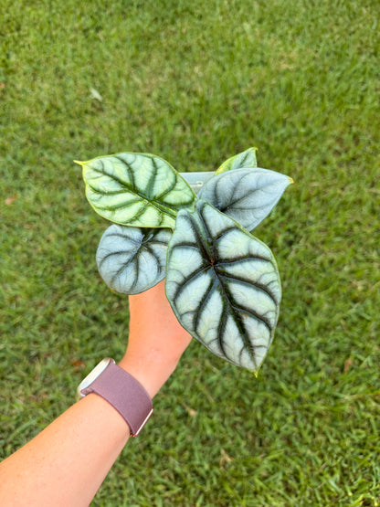 Alocasia Silver Dragon