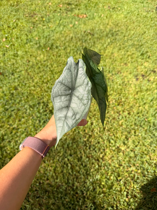 Alocasia Dragon's Breath