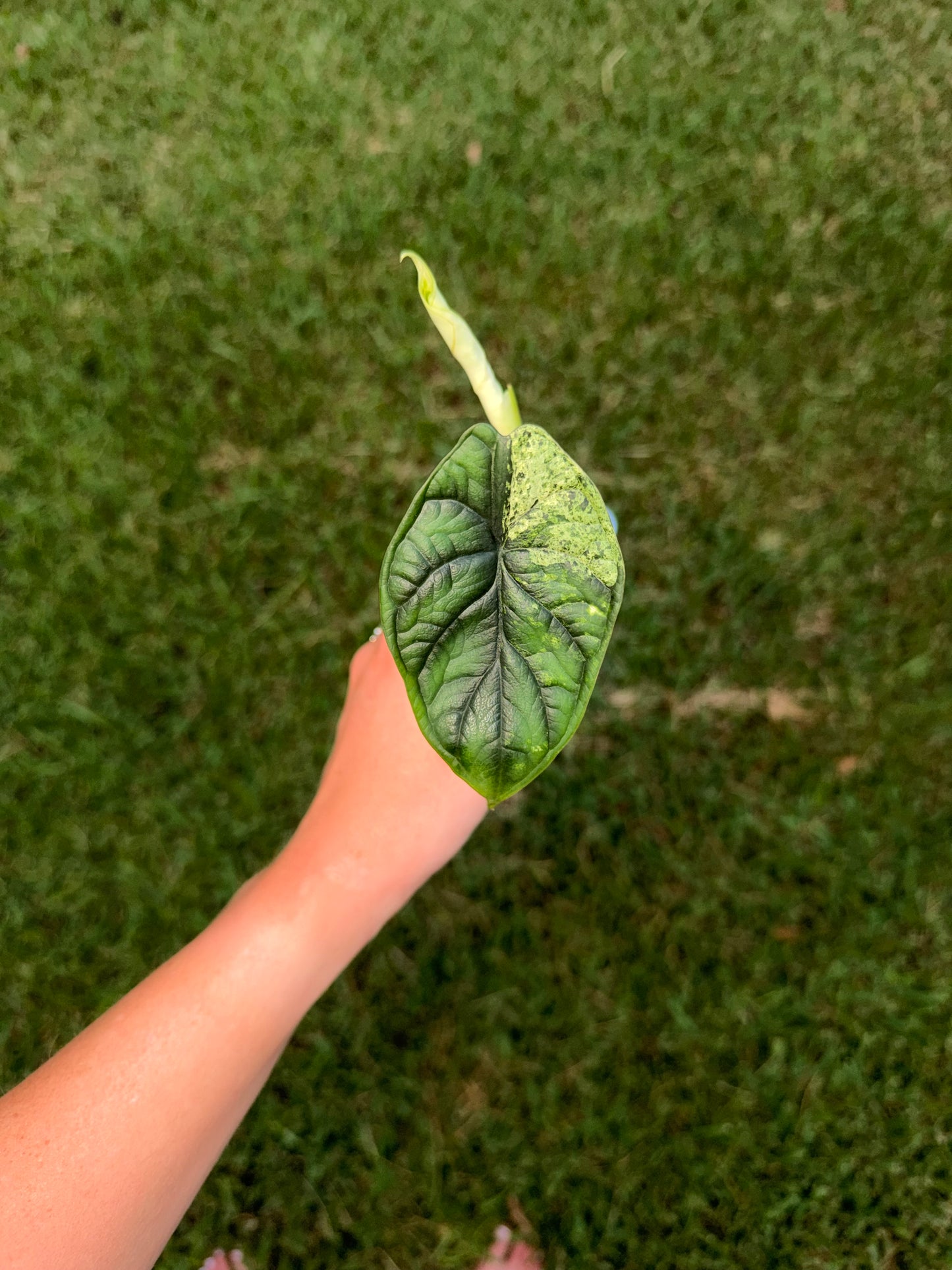 Alocasia Dragon Scale Mint