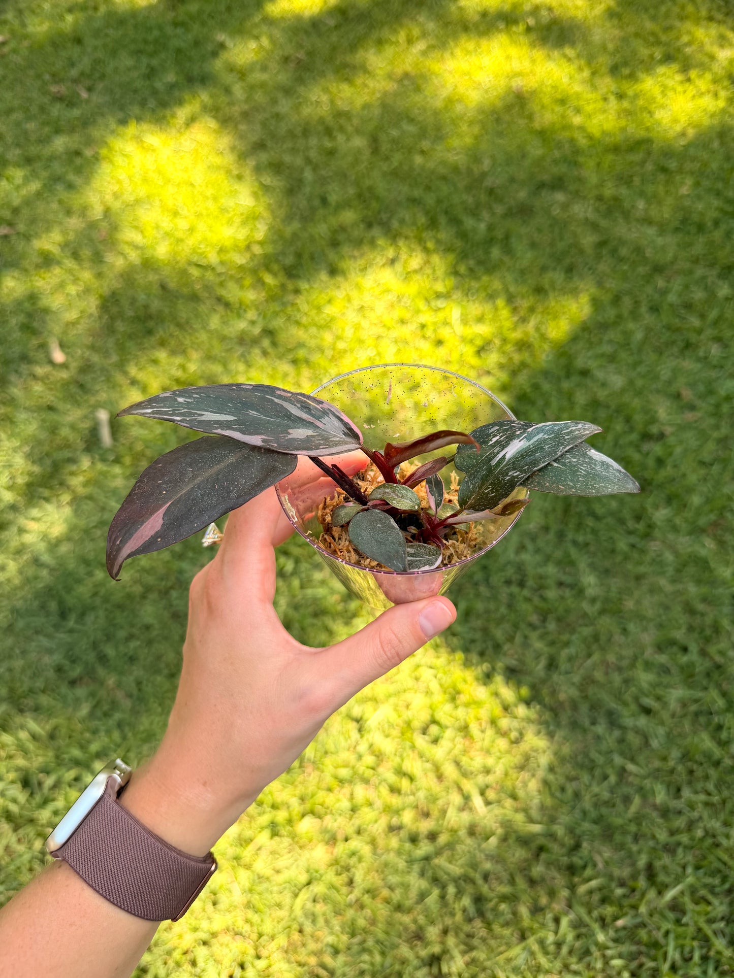 Philodendron Pink Princess