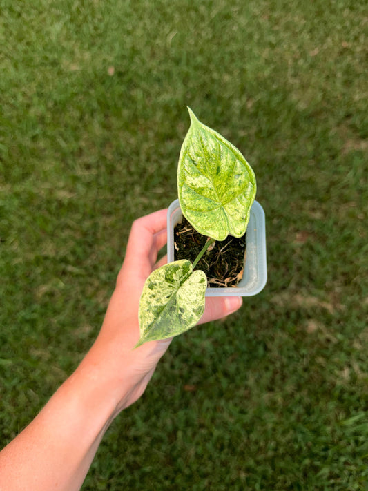 Alocasia Dragon Scale Mint