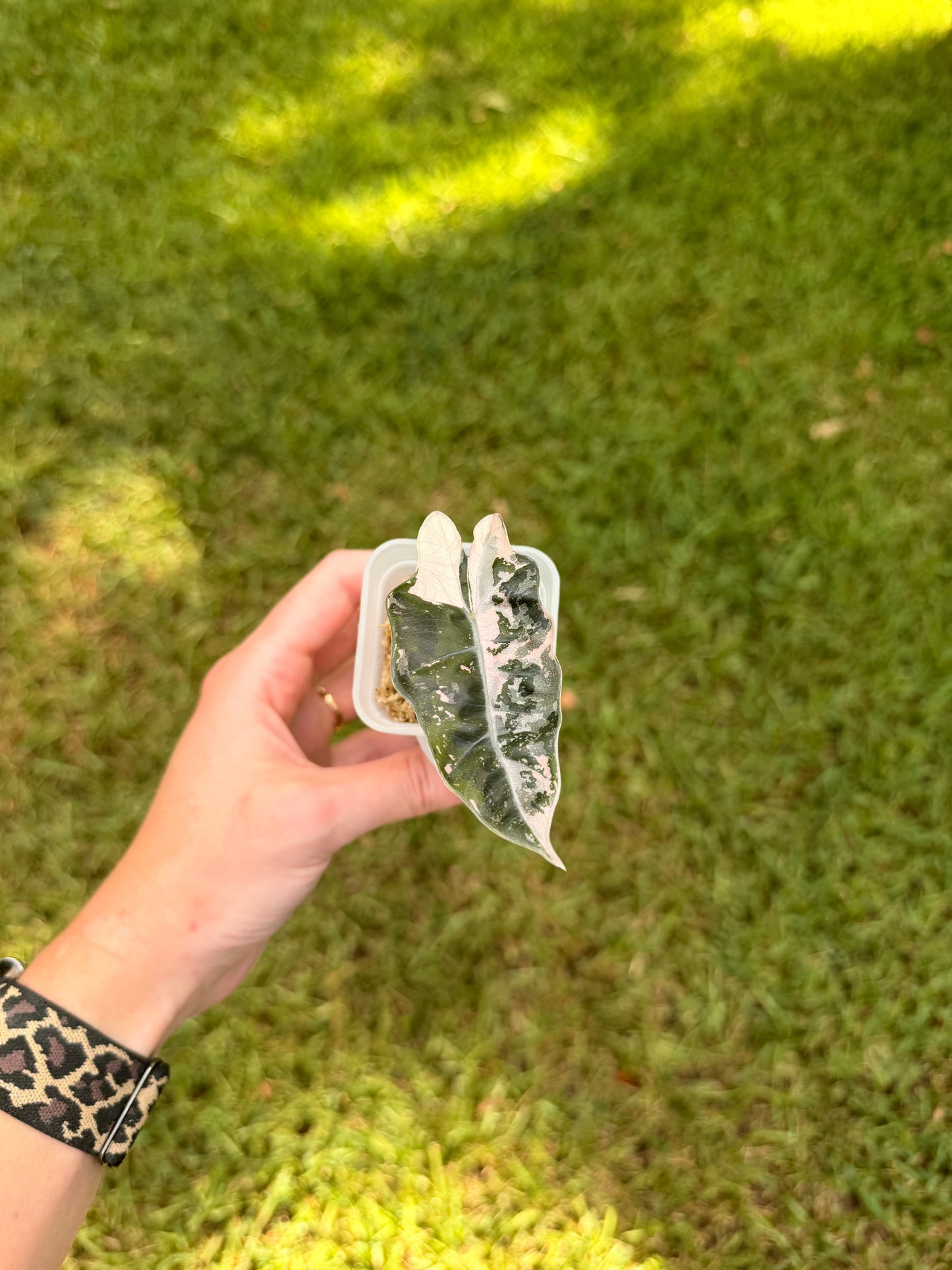 Alocasia Pink Pseudo Sanderiana
