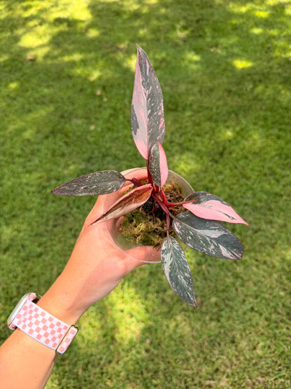 Pink Princess Philodendron