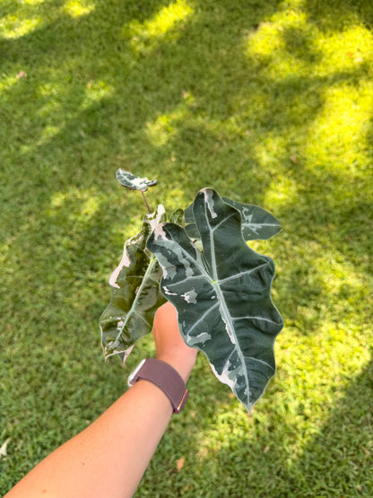 Alocasia Pink Pseudo Sanderiana