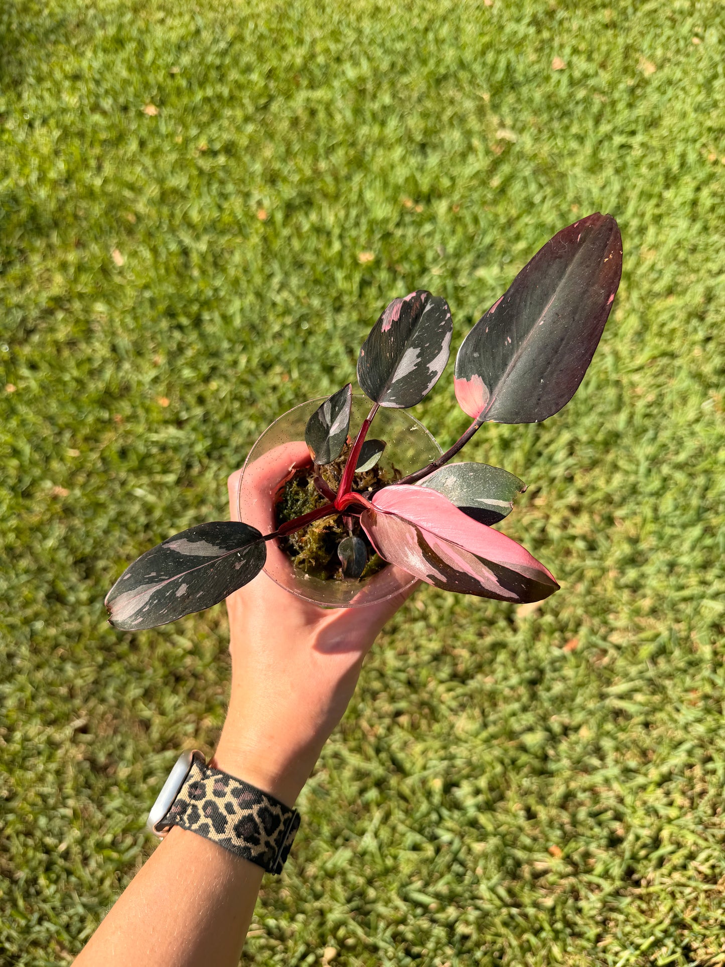 Philodendron Pink Princess