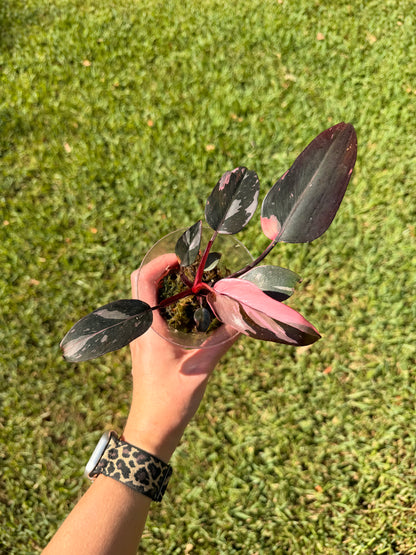 Philodendron Pink Princess