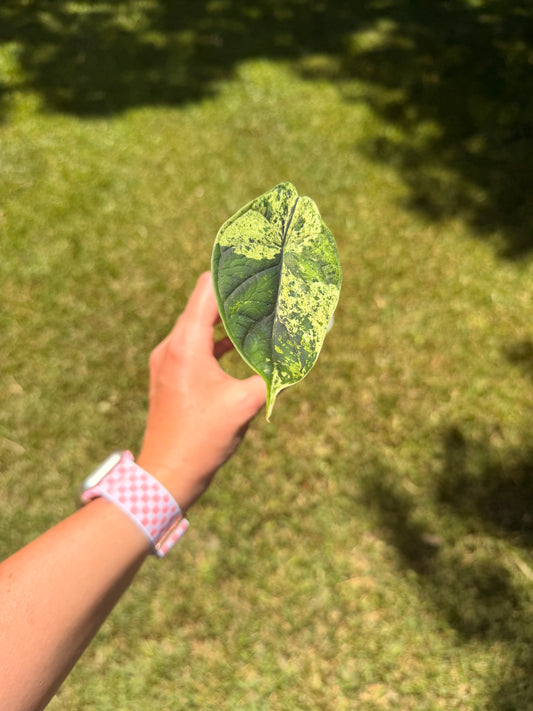 Alocasia Dragon Scale Mint