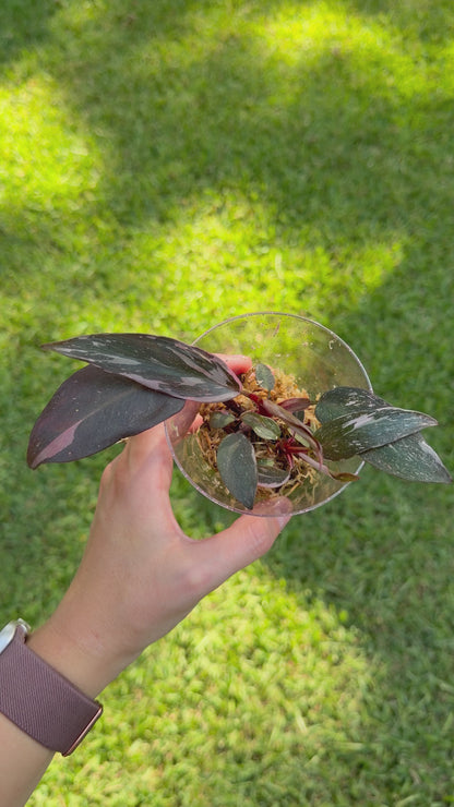Philodendron Pink Princess