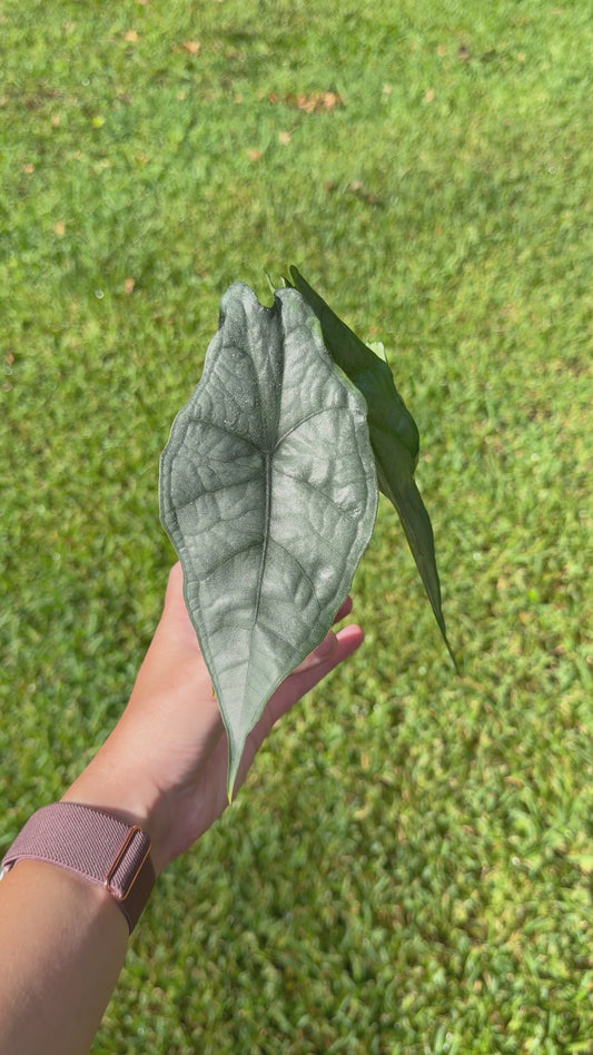 Alocasia Dragon's Breath