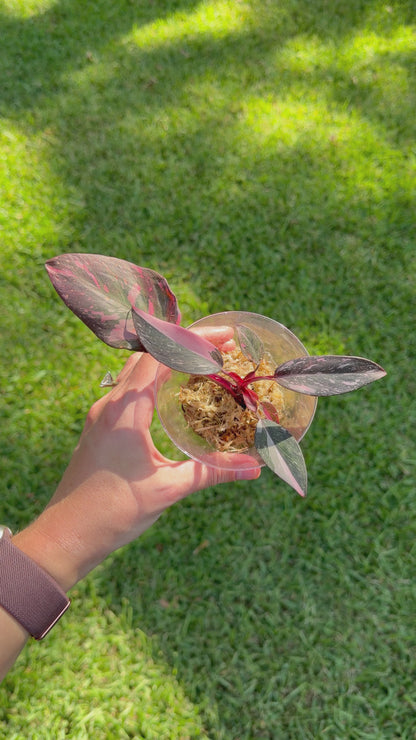Philodendron Pink Princess