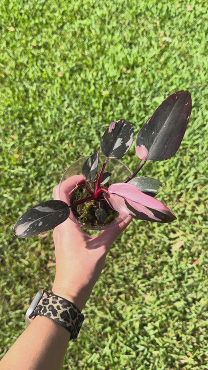 Philodendron Pink Princess