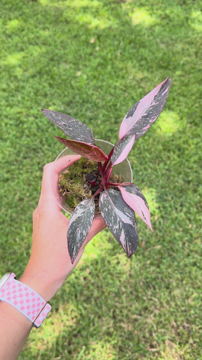 Pink Princess Philodendron
