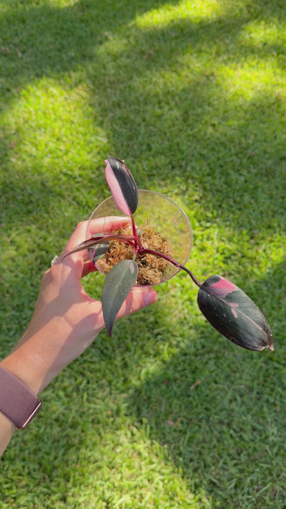 Philodendron Pink Princess