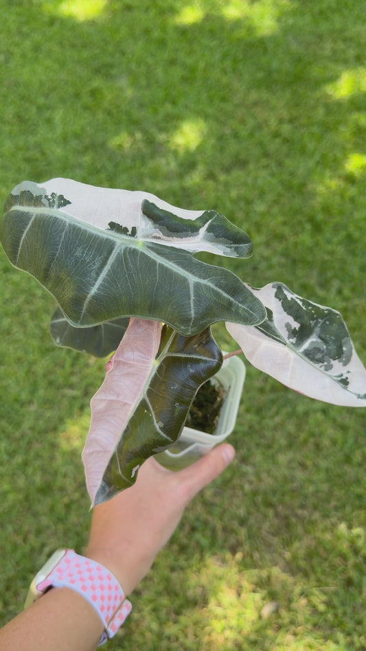 Alocasia Pink Pseudo Sanderiana