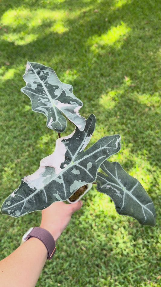 Alocasia Pink Pseudo Sanderiana