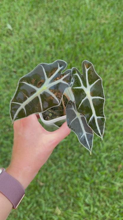 Alocasia Polly
