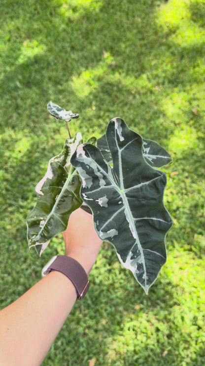 Alocasia Pink Pseudo Sanderiana