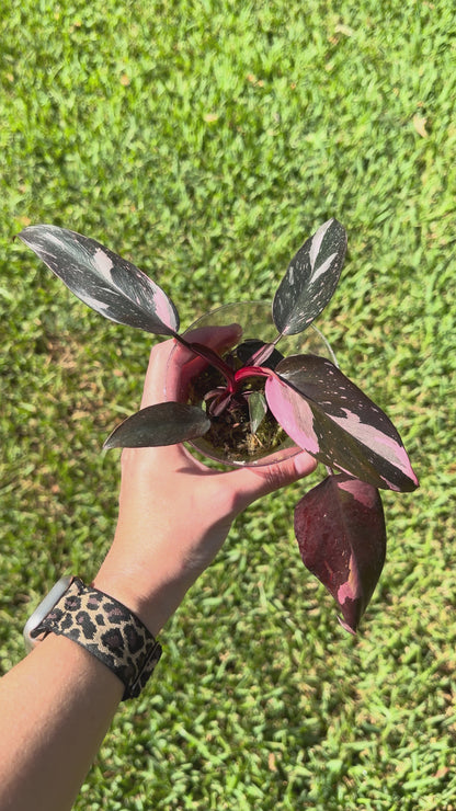 Philodendron Pink Princess