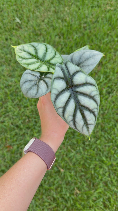 Alocasia Silver Dragon